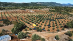 Το καλύτερο ελαιόλαδο της Ελλάδας βγαίνει στην Σταμνά Μεσολογγίου (φωτο-βίντεο)