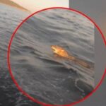 «Όταν βγήκε έξω και τον είδαμε πάθαμε πλάκα»: Τι είπε ο ψαράς για τον λύκο που κολυμπούσε στη θάλασσα – ΒΙΝΤΕΟ