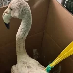 Αδιανόητο: Πυροβόλησαν και σκότωσαν φλαμίνγκο σε περιοχή Natura στο Μεσολόγγι