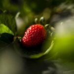 Έρευνα: Καλλιέργεια, μεταφορά και συσκευασία καθορίζουν το κλιματικό αποτύπωμα των τροφίμων