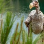 Dodo: Οι επιστήμονες σχεδιάζουν την «ανάσταση» του πτηνού που εξαφανίστηκε τον 17ο αιώνα