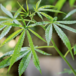 Αιτωλικό: Καλλιεργούσε σπίτι του δέκα φυτά κάνναβης – Κατασχέθηκαν τσιγαριλίκια με αποξηραμένη κάνναβη!