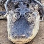 Γκοντζίλα: Έπιασαν αλιγάτορα 1,5 μέτρου σε λίμνη στο Μπρούκλιν της Νέας Υόρκης