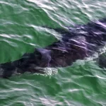 Αυστραλία: Νεκρό 16χρονο κορίτσι από επίθεση καρχαρία σε ποτάμι