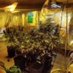 Κέρκυρα: Εντοπίστηκε πλήρως εξοπλισμένο εργαστήριο υδροπονικής καλλιέργειας κάνναβης – Συνελήφθη 53χρονη