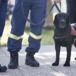 ΕΜΑΚ: Φιντέλ, Τάλως, Έκτωρ, τα σκυλιά που σώζουν ζωές