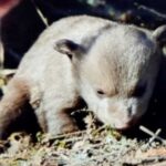 Επιχείρηση από Ομάδα Άμεσης Επέμβασης για αρκούδα με δύο νεογέννητα στην Καστοριά