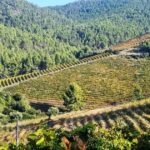 Χαλκιδική: Ο μεγαλύτερος βιολογικός αμπελώνας στη χώρα κι ένας από τους μεγαλύτερους σε Ευρώπη