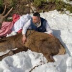 Τραυματισμένο ελάφι βρήκε καταφύγιο σε αυλή σπιτιού στην Ιπποκράτειο Πολιτεία