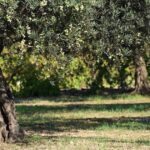 Ολυμπιακοί Αγώνες 2024: Υπεραιωνόβια ελιά ταξιδεύει από τη Γορτυνία στο Παρίσι