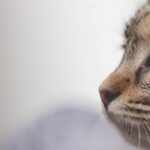 Κολωνός: Σύλληψη 33χρονου για κακοποίηση γάτας – Τη χτύπησε με πέτρα