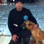 Ηγουμενίτσα: Πέθανε η Λέσυ, η σκυλίτσα – θρύλος του Κεντρικού Λιμεναρχείου