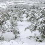 Στα «λευκά» ντύθηκε η Κρήτη – Στα 135 εκατοστά έφτασε το ύψος του χιονιού