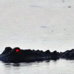 ΗΠΑ: 85χρονη έβγαλε το σκύλο της βόλτα και την έφαγε αλιγάτορας