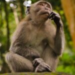 ΗΠΑ: Αγνοούνται δύο πίθηκοι από τον ζωολογικό κήπο του Ντάλας