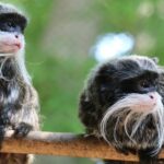 ΗΠΑ: Βρέθηκαν οι δύο πίθηκοι που εξαφανίστηκαν από ζωολογικό κήπο στο Ντάλας