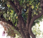 Δήμος Αγρινίου: Λήψη μέτρων για την προσβολή δένδρων σε κοινοχρήστους χώρους από νέο εντομολογικό εχθρό