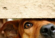 Θεσσαλονίκη: 90χρονος έθαψε ζωντανό τον σκύλο του – Τον εντόπισε περαστικός