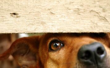 Θεσσαλονίκη: 90χρονος έθαψε ζωντανό τον σκύλο του – Τον εντόπισε περαστικός