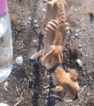 Ηλεία: Σκύλος βρέθηκε σκελετωμένος και αλυσοδεμένος – Συγκλονίζουν οι εικόνες (βίντεο)