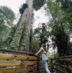 Κυπαρίσσι 5.400 ετών, μπορεί να είναι το παλαιότερο στον κόσμο