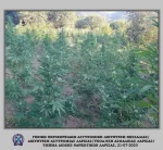 Φυτεία “μαμούθ” με 3.680 δενδρύλλια κάνναβης έστησε οικογένεια στη Λάρισα – Πάνω απο δέκα εκατομμύρια ευρώ το όφελος (φωτο-βίντεο)