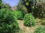 Ηλεία: Εντοπίστηκε φυτεία με 44 δενδρύλλια κάνναβης – Συνελήφθη ένα άτομο (φωτο)