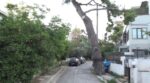 Μαρούσι: Κινδυνεύει να πέσει δένδρο πάνω στο σπίτι της – «Μπαλάκι» μεταξύ δύο Δήμων η κοπή του πεύκου