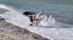 Κρήτη: Λουόμενοι εντόπισαν γυπαετό εξαντλημένο από τον καύσωνα
