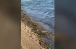 Εύβοια: Φίδι κόβει βόλτες στην παραλία και προκαλεί αλαλούμ