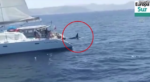 Γιβραλτάρ: Επιβάτες γιοτ πυροβολήσαν κοπάδι με όρκες
