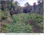 Φυτεία με 870 δενδρύλλια κάνναβης, που έφταναν τα 3 μέτρα, εντοπίστηκε σε δύσβατη περιοχή της Ναυπακτίας (φωτο)