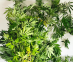 Ηλεία: Συνελήφθησαν άνδρας και γυναίκα για καλλιέργεια και κατοχή ναρκωτικών (φωτο)