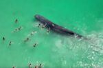 Αυστραλία: Φάλαινα έφτασε στα ρηχά και κολυμβητές άρχισαν να την αγγίζουν