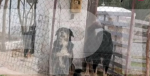 Θεσσαλονίκη: Τι ισχυρίστηκε στον ανακριτή ο ιδιοκτήτης των σκυλιών που κατασπάραξαν την 50χρονη