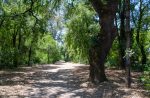 Στην τελική ευθεία η πρόταση για κήρυξη ως «Μνημείου της Φύσης» της Βελανιδιάς του Κ. Χατζόπουλου στο Πάρκο Αγρινίου