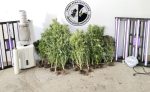 Καλλιεργούσε φυτεία με 35 χασισόδεντρα μέσα στο σπίτι του