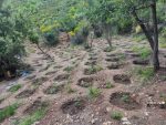 Φυτεία με 1.061 δενδρύλλια κάνναβης εντοπίστηκε σε δασική περιοχή της Εύβοιας – Τέσσερις συλλήψεις (φωτο)