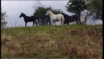 Καρδίτσα: Πάνω από 60 άλογα εξαφανίστηκαν – Μυστήριο στο Πετρίλο
