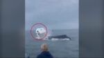 ΗΠΑ: Η στιγμή που φάλαινα πηδά από το νερό & προσγειώνεται σε βάρκα