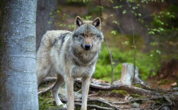Αγέλη λύκων κατασπάραξε αιγοπρόβατα στο Βασιλόπουλο Ξηρομέρου