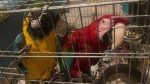 Χαλκιδική: Έκοψε τα φτερά των παπαγάλων για να τους φωτογραφίζει με περαστικούς