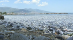 Παρέμβαση του Άρειου Πάγου για τα νεκρά ψάρια στο Βόλο