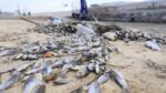 Βόλος: «Εξαφανίστηκε» η θάλασσα από τα νεκρά ψάρια