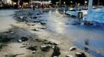 Βόλος: Νεκρά ψάρια του γλυκού νερού κατέκλυσαν την παραλία