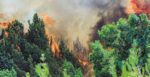 Η οικολογική καταστροφή από την πυρκαγιά στην Πεντέλη – Οι ειδικοί απαντούν για τα «επιθετικά πεύκα»
