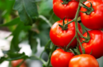 Πρωτογενής τομέας: Tα προβλήματα που αντιμετωπίζουν οι καλλιεργητές της ντομάτας