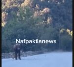 Ναυπακτία: Λύκοι επιτέθηκαν σε μοσχάρι – Το έσωσε διερχόμενος οδηγός