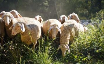 Αρκαδία: Θανατώθηκαν 230 ζώα λόγω ευλογιάς – «Δεν θα σταματήσουν τα κρούσματα αν δεν γίνει εμβολιασμός»