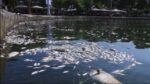Βόλος: Χιλιάδες νεκρά ψάρια ξεβράζονται στο λιμάνι – Πού οφείλεται το φαινόμενο